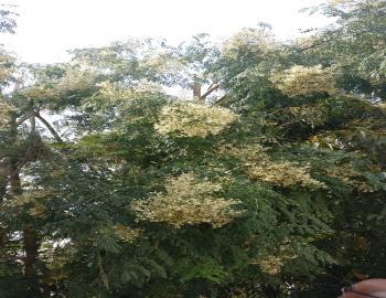Sahjana or Moringa oleifera is called a Medicinal cabinet. Its leaves are rich in vitamin C, iron and calcium. It is known to have bioactive molecules to control the hypertension and is antidiabetic. Leaf powder is used in Philippines by the mothers to enhance lactation. 